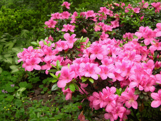 589730 (a): :2592x1944
